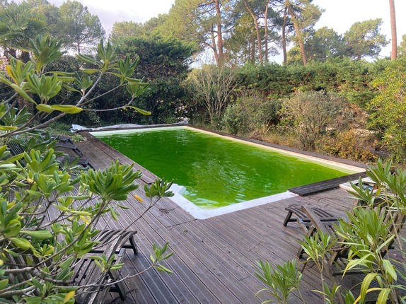 piscine eau verte